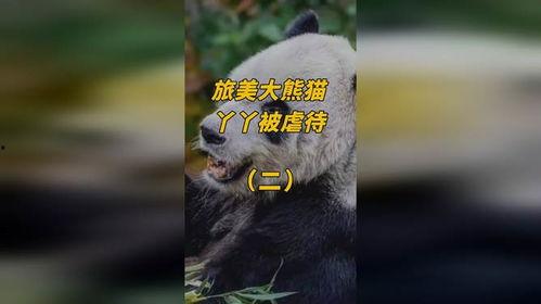 熊猫yy最新爆料视频,最新爆料视频内容大起底  第1张